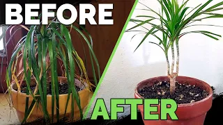 Download Houseplant Care: Bring Your Houseplant Back to Life! MP3