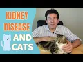 Kidney Disease and Cats - Everything you need to know