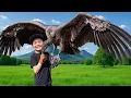 Download Lagu Wild Hands – When Humans Care for Eagles as One with Nature
