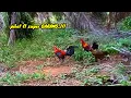 Download Lagu AYAM HUTAN MEMBAWA SANG ISTERI MENGHAMPIRI PIKAT F1 LANGSUNG 3MOSI
