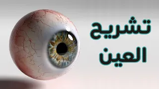 Eye Anatomy تشريح العين 