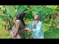 Download Lagu “BANK EMOK” EPISODE 2, “HARESE MAYAR”