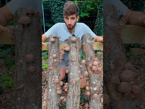 Grow an Insane Amount of Mushrooms at Home 🍄