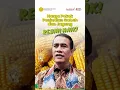 Download Lagu Harga Pokok Penjualan Gabah dan Jagung Resmi Naik