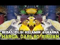 Lagu KENARI MURAH !!! OMBYOKAN GACOR BEBAS PILIH WARNA DAN KELAMIN DI PASAR BURUNG PRAMUKA