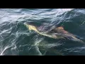 Fred Neil- The Dolphins