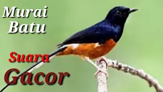 Download Suara Merdu Murai Batu Super Gacor. MP3