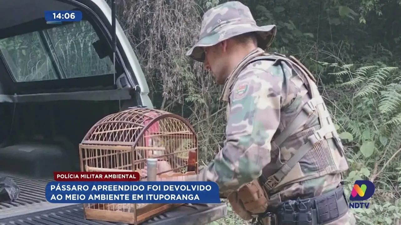 Polícia Militar Ambiental fez soltura de um pássaro mantido em Cativeiro em Ituporanga