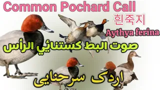 Common Pochard Duck Hunting Call Redhead Duck Call صوت البط کستنائي الرأس 