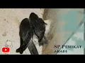 Download Lagu SP Pemikat Abadi | Berkualitas | Super |