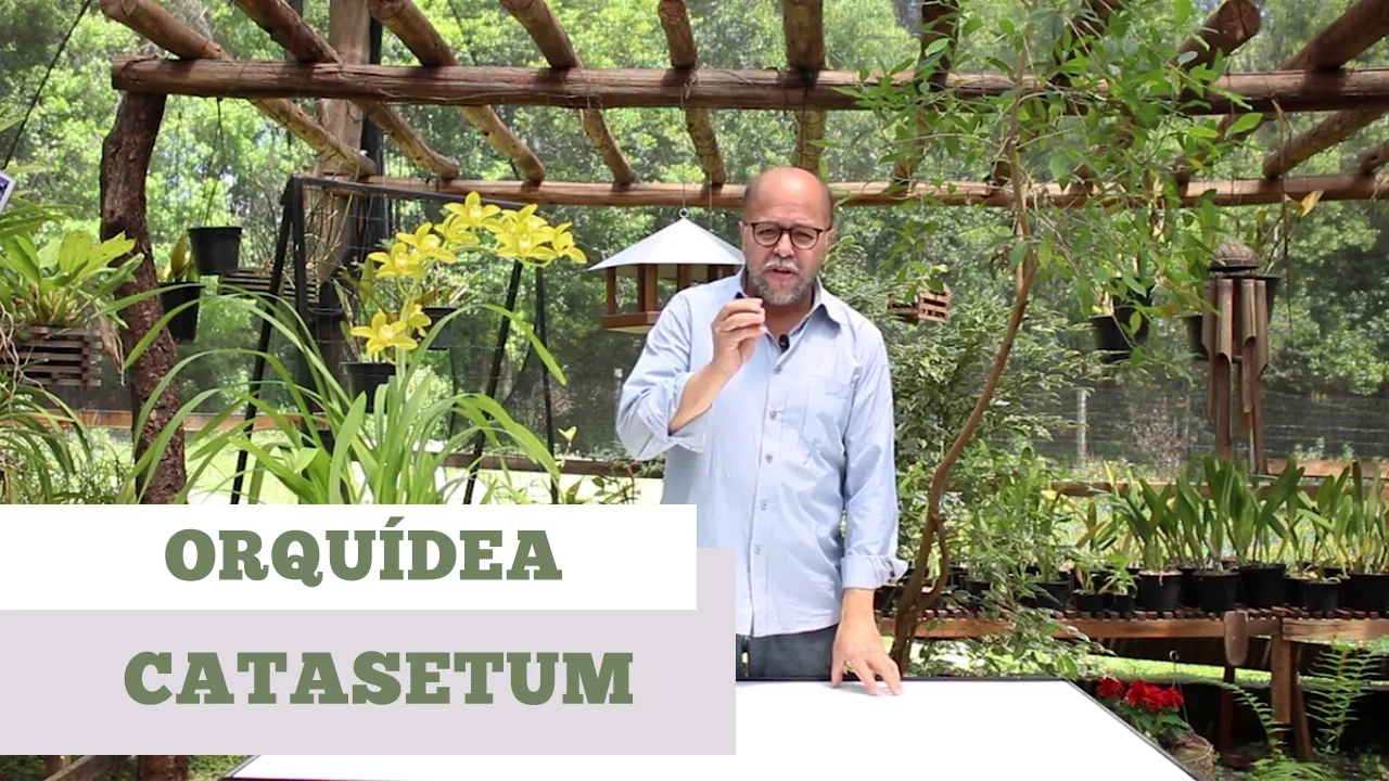COMO CUIDAR DE ORQUIDEA CATASETUM
