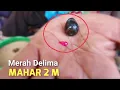 Download Lagu BIKIN MELONGO !! Ternyata Yang Diburu Banyak Orang ada disini - Batu Merah Delima Mahar 2 M