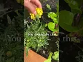 Download Lagu Must See Tip For Your Summer Marigolds #flowergarden #marigold