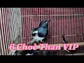 Download Lagu 15/10 Về 6 Choè Than VIP và Tiểu Mi xoè Lạng Sơn.Ae lh sdt Zalo 0984234990