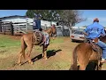 Download Lagu “Fomos até a Fazenda conferir como está a nossa Tropa de Burros”