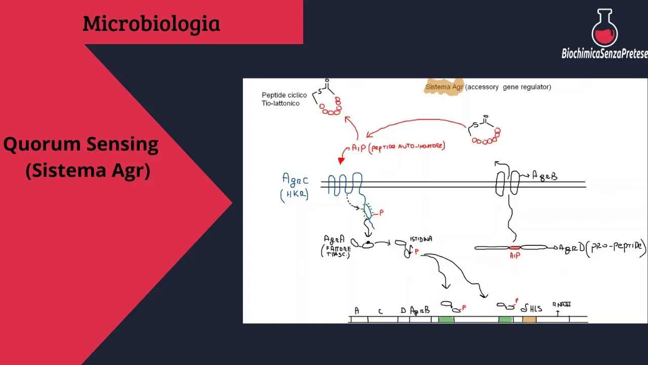 Meccanismo di Quorum Sensing: Sistema Agr (S.aureus).
