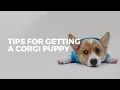 WHERE TO GET A CORGI Reputable Breeder Tips