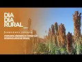Lagu Primeiros híbridos de sorgo são desenvolvidos no Brasil