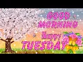 Good Morning TUESDAY GIF e-Card Greetings Have an Amazing Tuesday