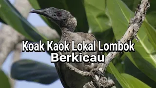 Download Koak Kaok Lokal Lombok Berkicau MP3