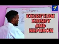 BIOLOGY EXCRETION KIDNEY AND NEPHRON STRUCTURES