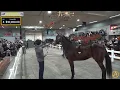 2025 Dinky s MidWinter Standardbred Auction AuctionPro