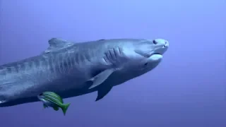 Face Off with a 14ft Tiger Shark~DRENCHED Ep. 10~