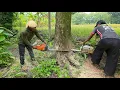 Lagu Bathing of mud! Cut down trees on the edge of the rice field!