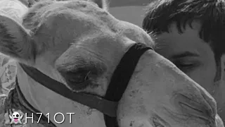 مسفر السندوانه مهيله 