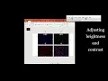 Image analysis using ImageJ and figure preparation using PowerPoint