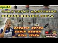 CARA TEPAT MEMASTER BURUNG KONIN || SUARA MASTERAN CEPAT MASUK KONIN BAHAN AUTO FULL ISIAN❗#kolibri