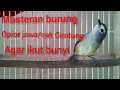 Download Lagu masteran burung opior jawa gacor agar cepat nyaut