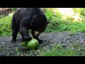 Black Bears Enjoy Tasty Treats For National Watermelon Day
