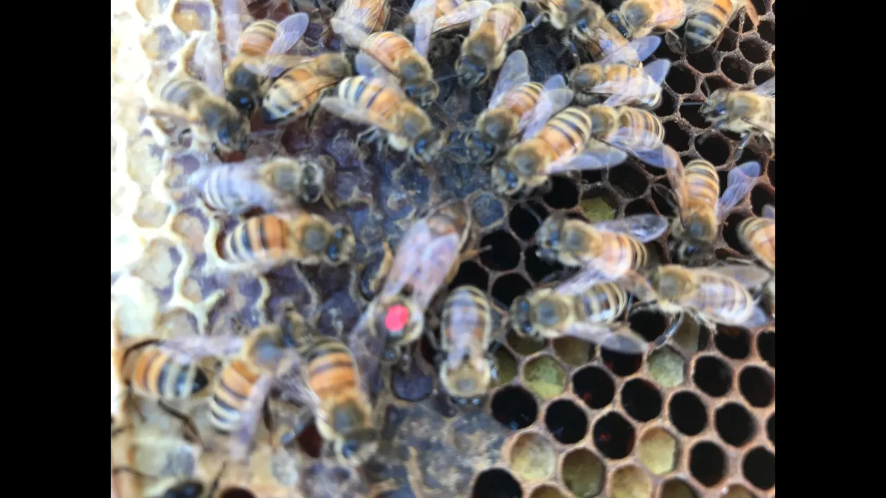 Small Scale Queen Rearing, w/Charles Fleming