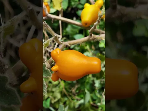 Discovering weird fruits in Indonesia! 🇮🇩