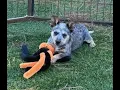 SGT Scout Mini Blue Heeler Dog ACD 1st day Watch him grow up training food adventures life story