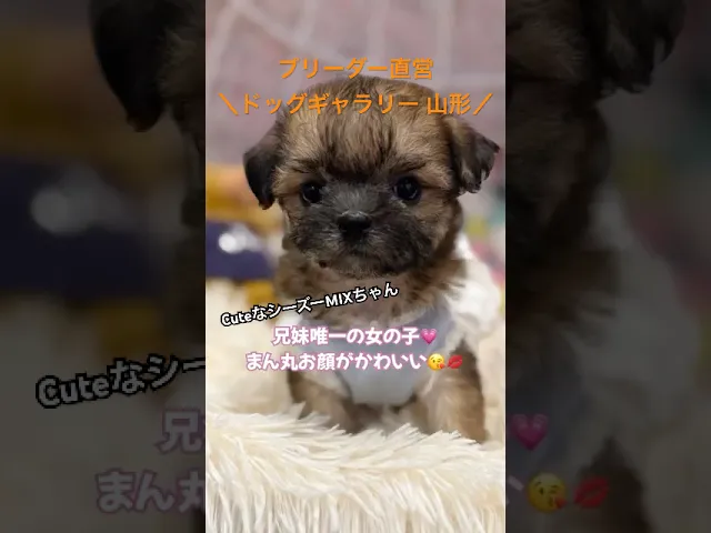 動画