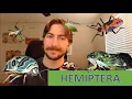 Hemiptera The True Bugs - Order Spotlight