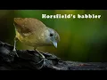 Download Lagu Suara Burung Pelanduk Semak (Horsfield's babbler)
