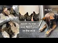 Reasons My Dogs Would NOT Survive In The Wild