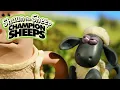 Download Lagu 100m Dash 🏃💨 Championsheeps 🐑 Shaun the Sheep #sport #ShaunTheSheep