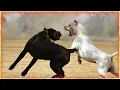 Cane Corso VS Dogo Argentino
