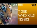 Download Lagu India's meest gevreesde wilde tijger | Rivaliteit met Mowgli | De tijger die tijgers doodt | Bajr...