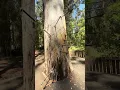 Download Lagu Would You Climb This Tree Without Safety Gear?! Discover Dave Evans Bicentennial Tree in AUSTRALIA!