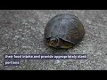 What Do Box Turtles Eat Here Is What You Need To Know