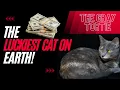 Meet the Gray Tortie the Rarest and Luckiest Cat in the World