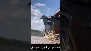 ده الحمام الزاجل الاصلي ده سباق من مسافات  ده الحمام الزاجل الاصلي ده سباق من مسافات