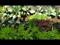 Download Lagu PANEN BAYAM BERAZIL, SELADA RED RAPID DAN PAKCOY MINI/NAIBAI DI KEBUN MINI
