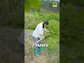 Download Lagu Why do Chinese people break papaya trees? #papaya #shorts