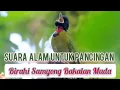Download Lagu Masteran suara kicau samyong gacor pancingan bahan muda